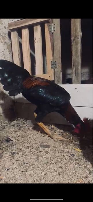 Чолпан сатлады Арыс қаласында