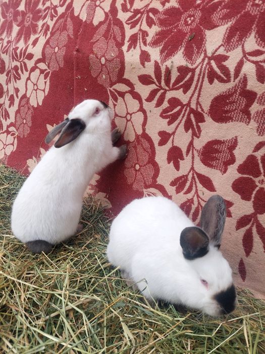 Калифорния  к,уёнлари  3 ойлик эркек соглом