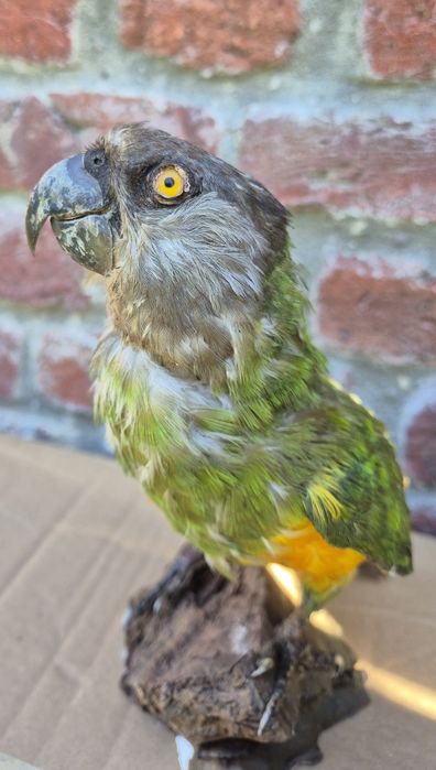 Papagal Senegal Impaiat - Taxidermie Targoviste • OLX.ro
