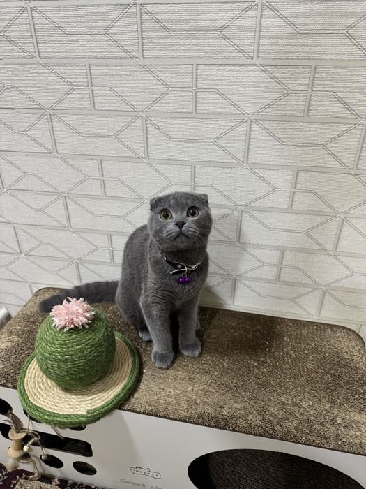 Котенок умный латок знает на 5+ есть сухой и влажный корм