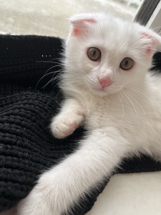 Продаётся вислоухий котенок