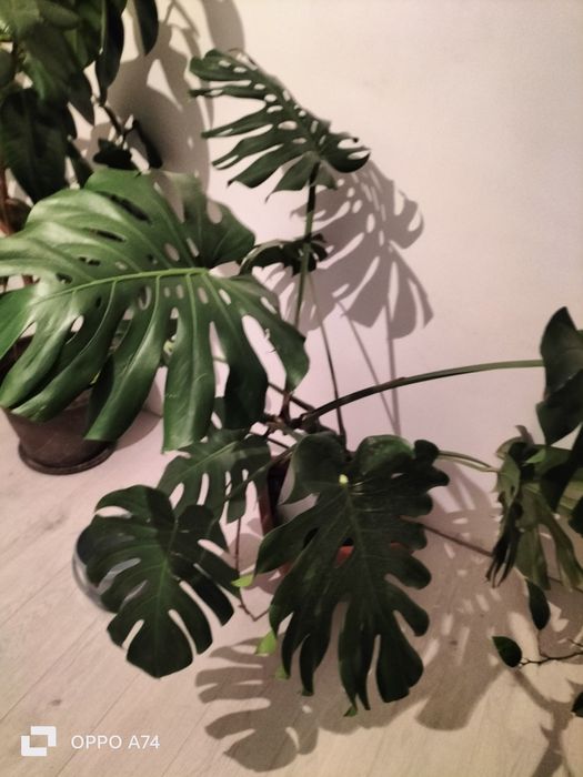 Цветы  - для  души!!!