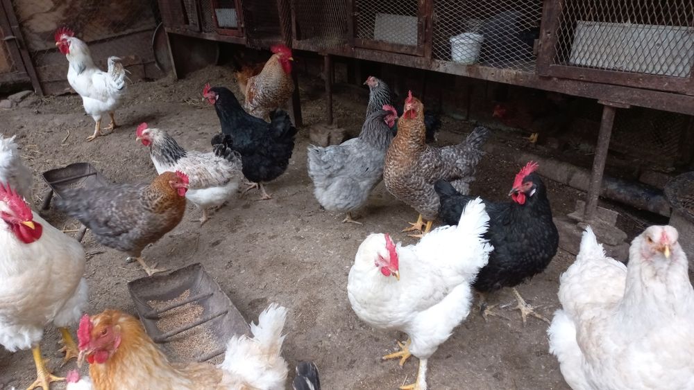 Продаются домашние яйца. Домашний тухум сотилади.