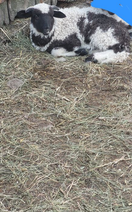 Vand oi cu miei 1400 negociabil