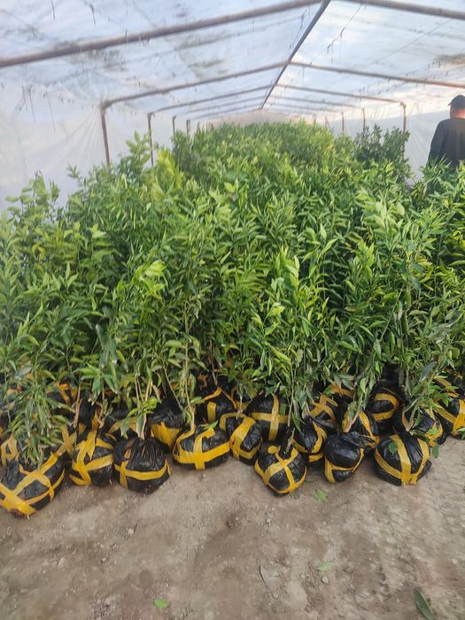 Лемон,апилси,мандарин кучатлар