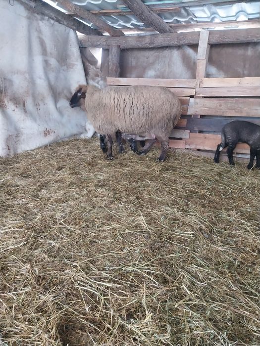 Vând oi  suffolk cu miei