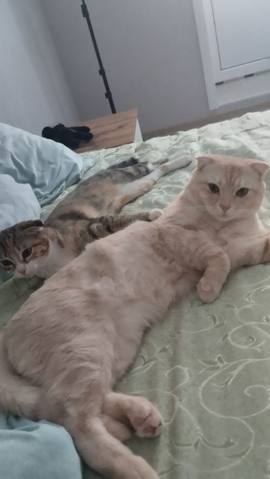 вислоухие кот и кошка