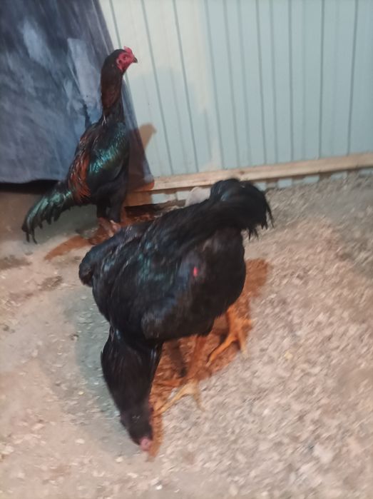 Продается бойцовый