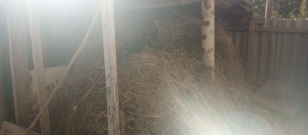 Asalomu aleykum Em hashak ut