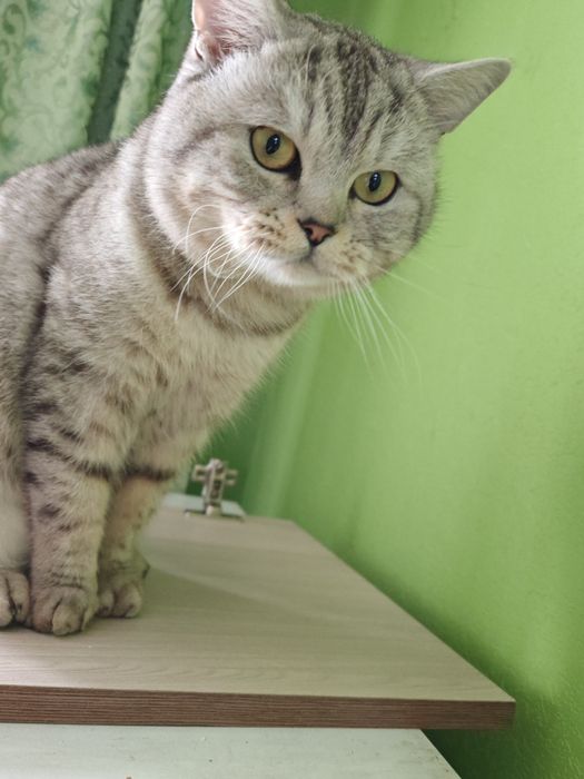 Отдам котика 5 лет