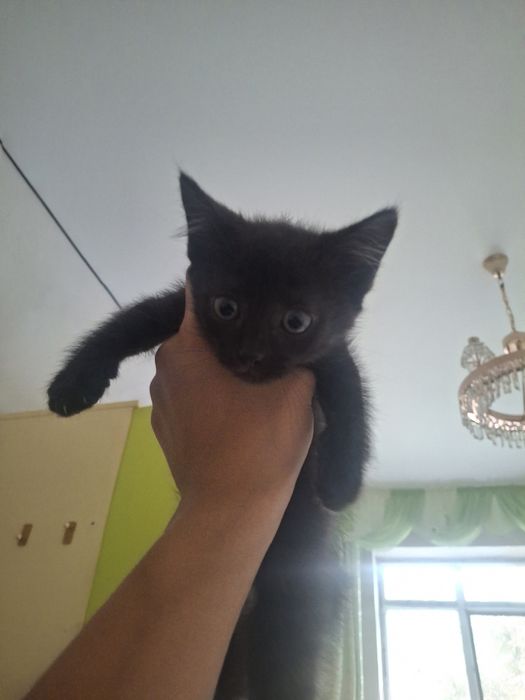 Котенок девочка(вроде)