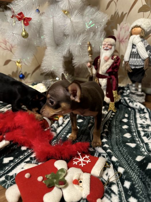 Зоогостиница передержка для домашних любимцев