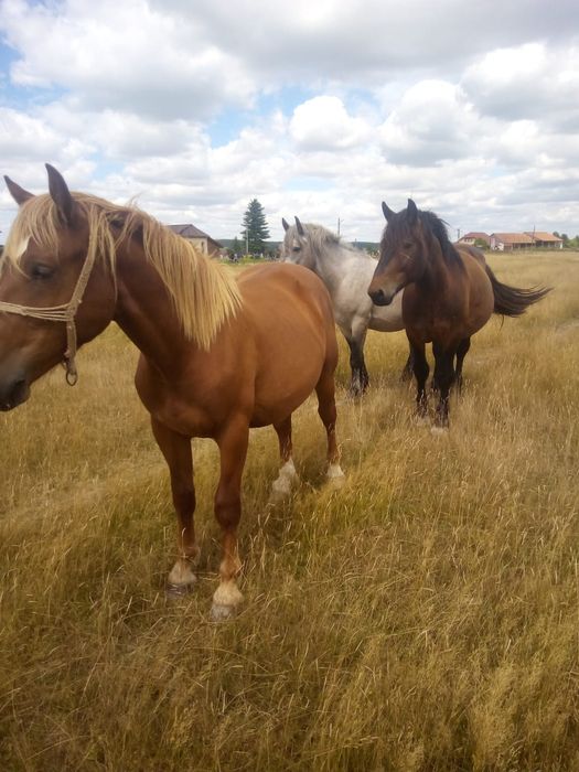 Vand 3 cai sau schimb si cu oi