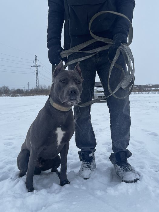 Вязка питбультерьер