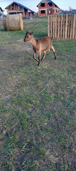 Capre Anglonubiene și Alpine cu iezi !