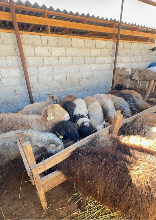 Буаз Қойлар бар саудасымен