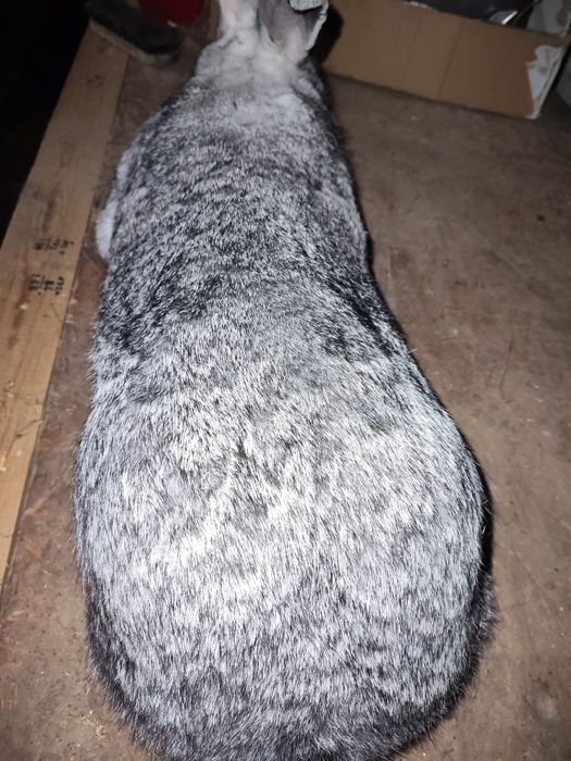 Femele Uriaș German Chinchila