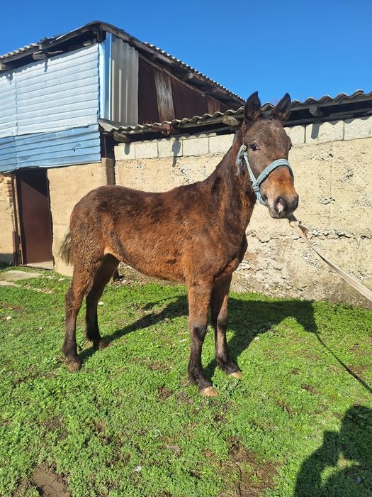 Ургашы тай сатылады
