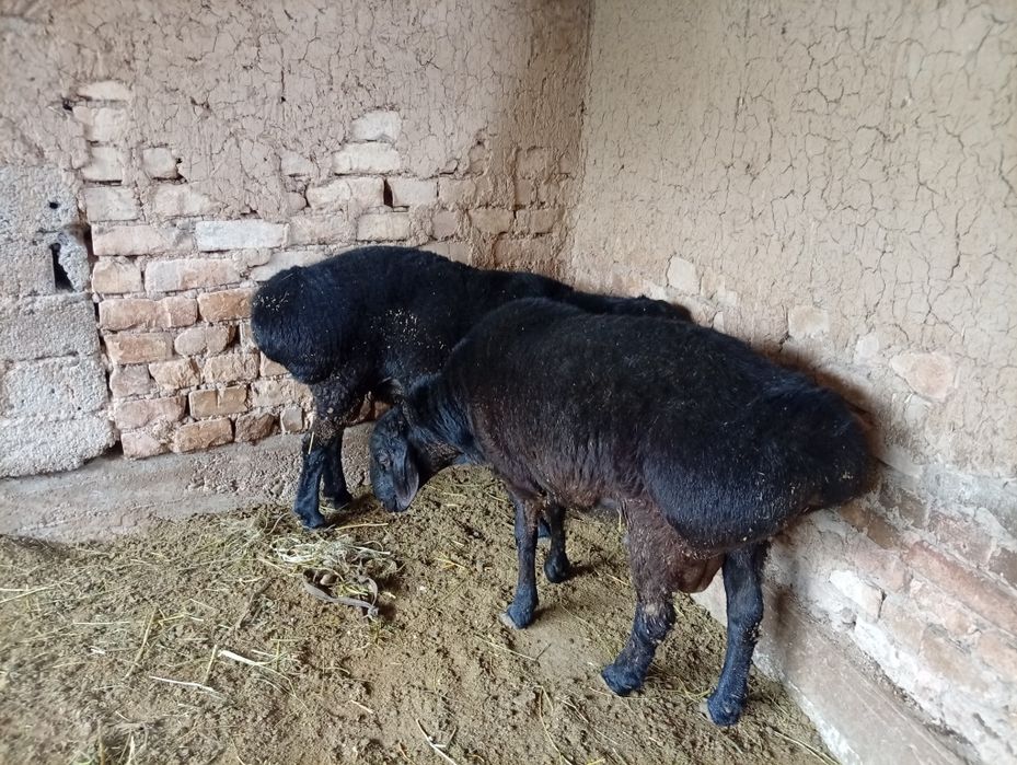 Qoy sotiladi uyda boqilgan yaxshi qoy