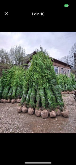 Leylandii Cupressus - Tu alegi Dimensiunea