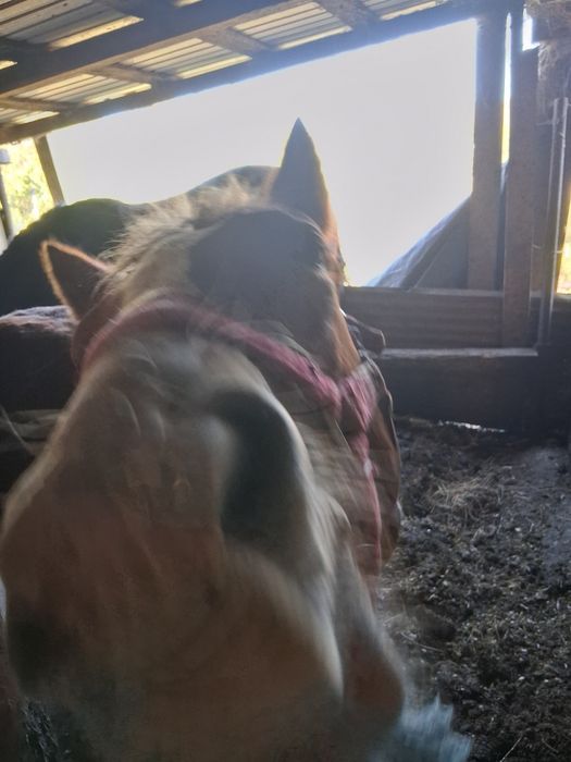 Vand mânza de 1,5 ani 1,60 la greabăn si mânz armasar de 5 luni