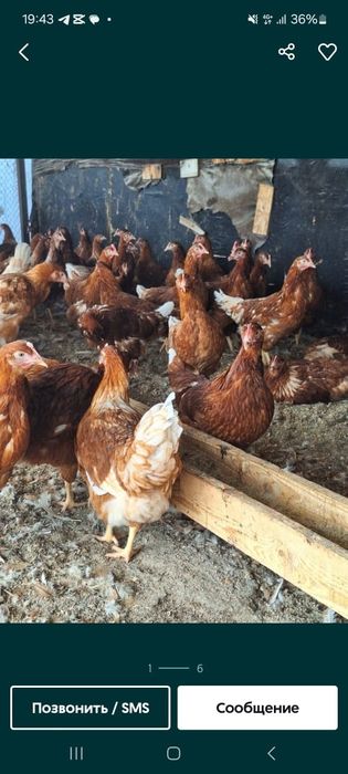 Малодки Ломан Браун