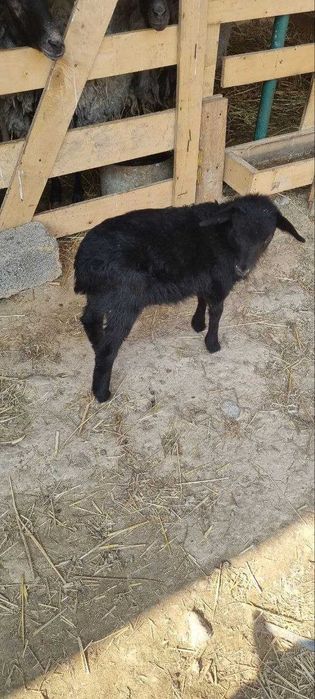 Романов,Ramanov  кузи кучкорлар сотилади