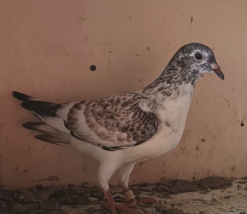 Pui de porumbei de rasa