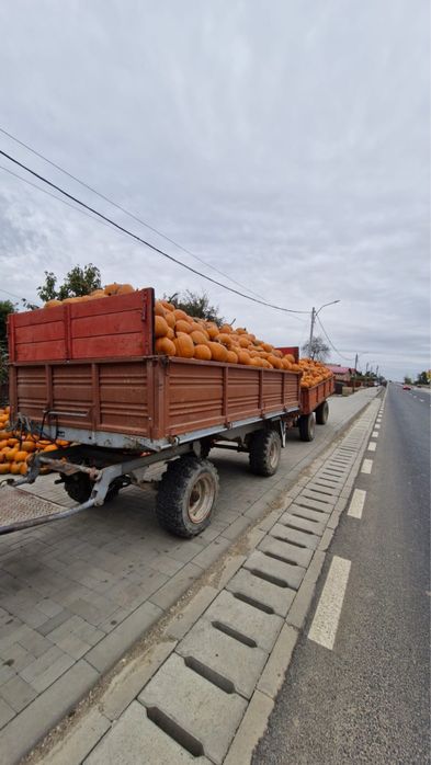 Dovleci Halloween