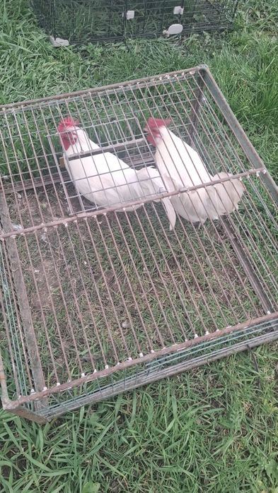 Vând Cocoşi de 6 luni