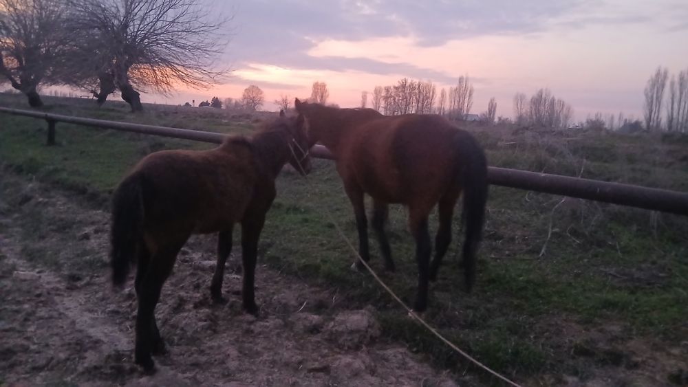 Biya sotiladi ona bola