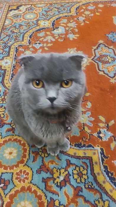 Скотш фолд срочна