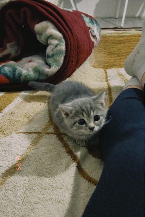 Кошка порода-британский