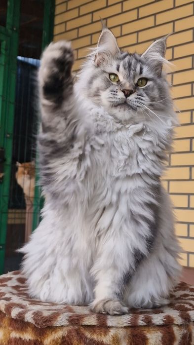 Мейн-кун девочка