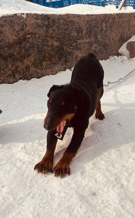 Срочно продам щенка добермана