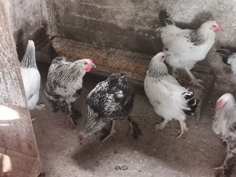 Vând Cocoși Brahma