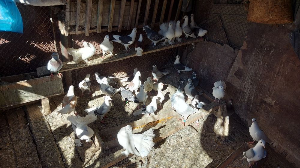 Vând  porumbei jucători gălățeni