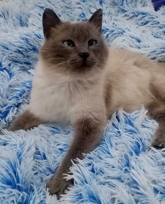 Отдам кошечку в добрые руки.