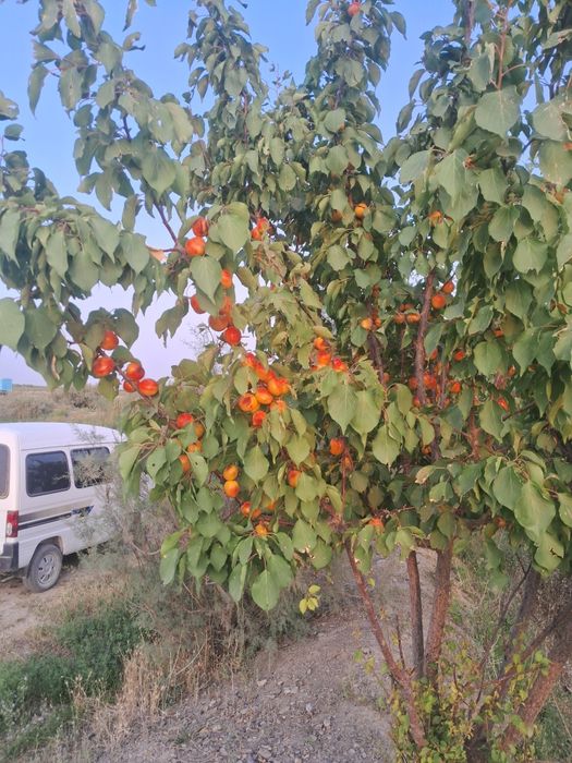 Har xil turdagi ko‘chatlar sotiladi