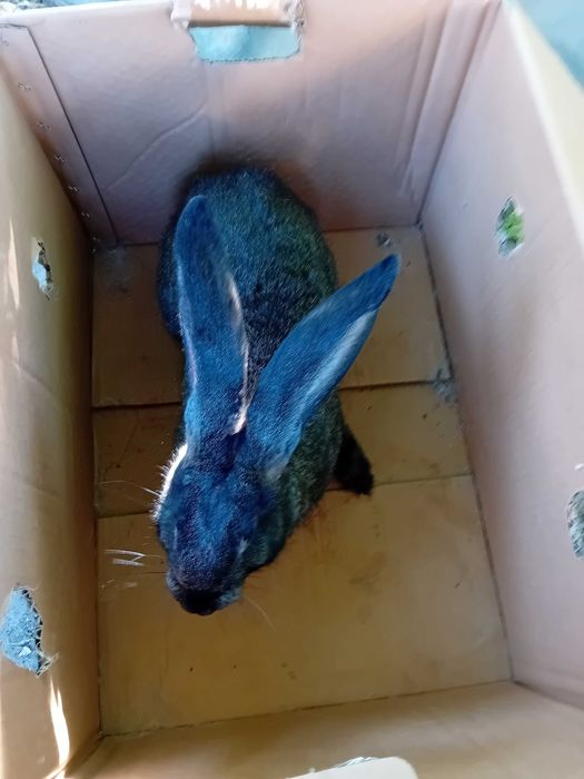 Зайци Белгийски великани