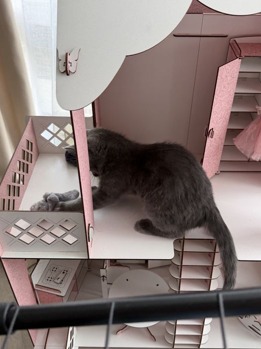 Отдам котенка в добрые руки