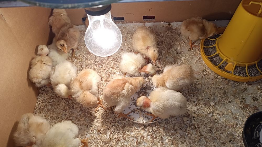 Инкубационные яйца