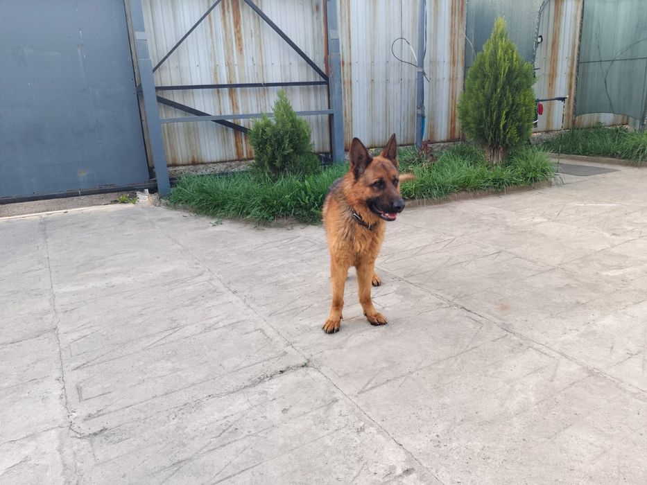 Немецкая овчарка