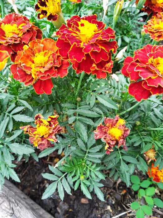 Астра, бархотцы.