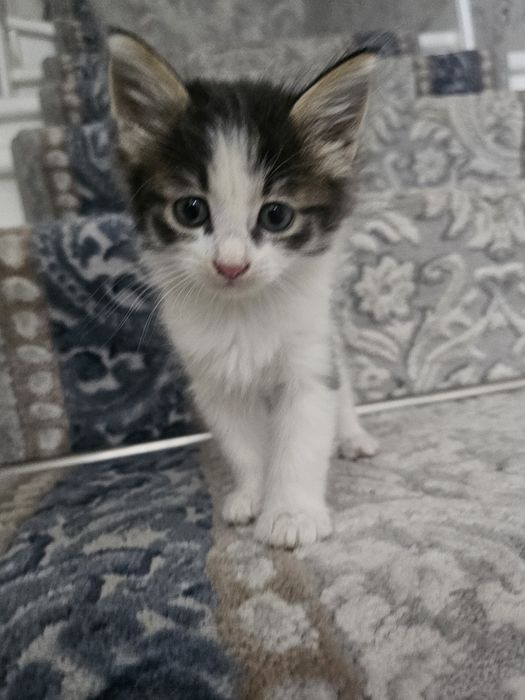 Asal mushukchalarim xadiyaga beraman yaxshi qo'larga