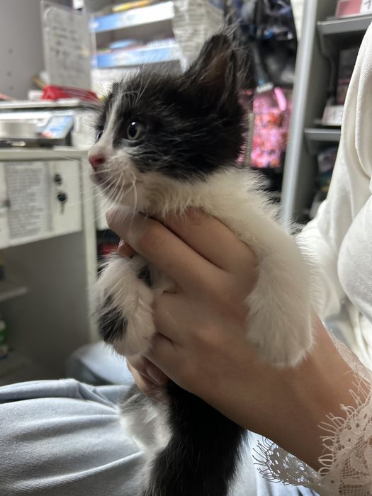 Маленький котенок