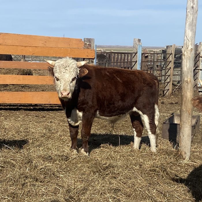 Бұқалар сатылады 6 бас