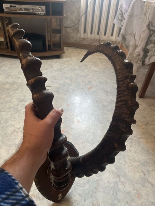 Рога горного козла