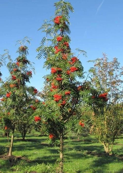 Сирень разных сортов и размеров