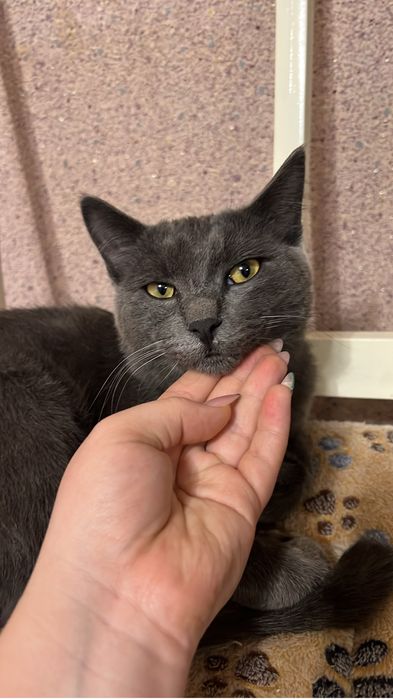 Пропал кот , помогите найти